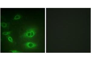 Immunofluorescence (IF) image for anti-Sodium Potassium ATPase, alpha1 (ATP1A1) (AA 15-64) antibody (ABIN2888908) (ATP1A1 anticorps  (AA 15-64))