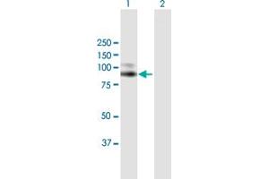 Western Blot analysis of VCAM1 expression in transfected 293T cell line by VCAM1 MaxPab polyclonal antibody.