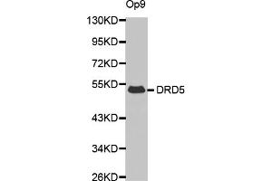 Western blot analysis of extracts of Op9 cells, using DRD5 antibody (ABIN6290300). (DRD5 anticorps)