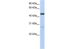 Western Blotting (WB) image for anti-Nuclear Receptor Subfamily 2, Group F, Member 1 (NR2F1) antibody (ABIN2459153) (NR2F1 anticorps)