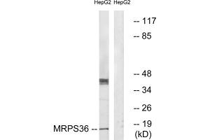 Western blot analysis of extracts from HepG2 cells, using MRPS36 antibody. (MRPS36 anticorps  (N-Term))