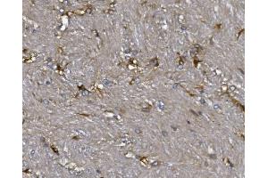 IHC analysis of ALDH1L1 using anti-ALDH1L1 antibody (ABIN7601093). (ALDH1L1 anticorps  (AA 282-424))