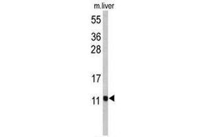 Western blot analysis of PCBD1 Antibody (Center) in mouse liver tissue lysates (35µg/lane). (PCBD1 anticorps  (Middle Region))