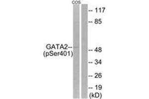 Western blot analysis of extracts from COS7 cells treated with TNF 20ng/ml 5', using GATA2 (Phospho-Ser401) Antibody.