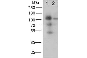 Western Blot of Rabbit Anti-CD68 antibody.