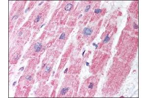 Image no. 1 for anti-Malate Dehydrogenase 1, NAD (Soluble) (MDH1) antibody (ABIN372198)