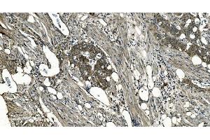 IHC analysis of GNG7 using anti-GNG7 antibody (ABIN7600508). (GNG7 anticorps  (AA 2-57))