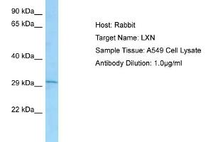 Host: RabbitTarget Name: LXNAntibody Dilution: 1. (Latexin anticorps  (C-Term))