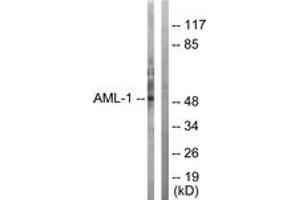 Western blot analysis of extracts from Jurkat cells, using AML1 (Ab-303) Antibody. (RUNX1 anticorps  (AA 269-318))