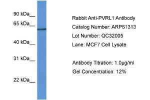 Western Blotting (WB) image for anti-Poliovirus Receptor-Related 1 (Herpesvirus Entry Mediator C) (PVRL1) (N-Term) antibody (ABIN2788762)