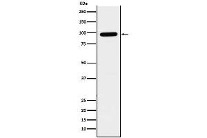 Western blot analysis of GLB1 expression in SH-SY5Y cell lysate.