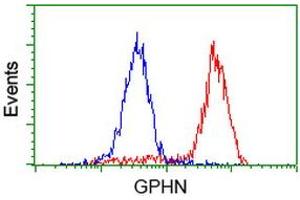 Image no. 3 for anti-Gephyrin (GPHN) antibody (ABIN1498431)