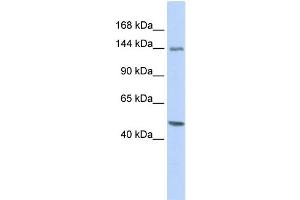 WB Suggested Anti-FLII Antibody Titration: 0. (FLII anticorps  (Middle Region))