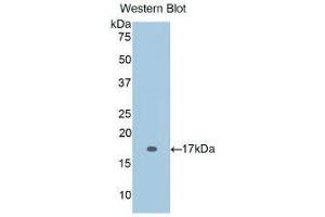 WB of Protein Standard: different control antibodies against Highly purified E.