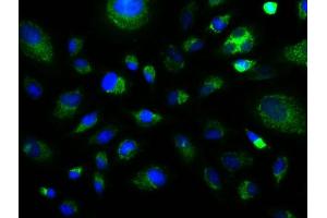 Image provided by One World Lab validation program.