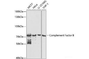 Western blot analysis of extracts of various cell lines using Complement Factor B Polyclonal Antibody at dilution of 1:1000.