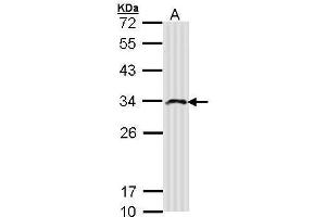 WB Image Sample (30 ug of whole cell lysate) A: Molt-4 , 12% SDS PAGE antibody diluted at 1:500