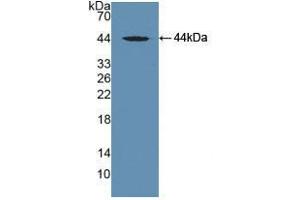 Western blot analysis of recombinant Mouse MAPt. (MAPT anticorps  (AA 92-400))
