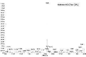 Mass Spectrometry (MS) image for Histone H3 (H3) (H3K23ac) protein (ABIN2669543)