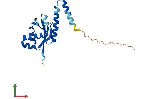 AlphaFold protein structure predicition of Mouse Recombinant Pop5 Protein, UniprotID Q9DB28