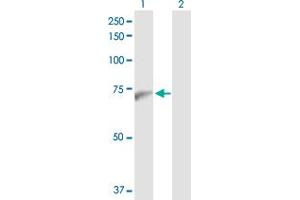 Western Blot analysis of PWP1 expression in transfected 293T cell line by PWP1 MaxPab polyclonal antibody.