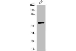 Western Blot analysis of COS7 cells using NIPA Polyclonal Antibody (ZC3HC1 anticorps)