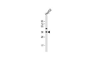 Anti-FSTL3 Antibody (C-term) at 1:2000 dilution + HepG2 whole cell lysate Lysates/proteins at 20 μg per lane. (FSTL3 anticorps  (C-Term))