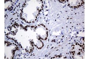 Image no. 5 for anti-Zinc Finger and SCAN Domain Containing 18 (ZSCAN18) antibody (ABIN1501861) (ZSCAN18 anticorps)