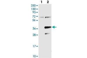 Western blot analysis of Lane 1: Negative control (vector only transfected HEK293T lysate), Lane 2: Over-expression Lysate (Co-expressed with a C-terminal myc-DDK tag (~3. (PPAPDC2 anticorps)