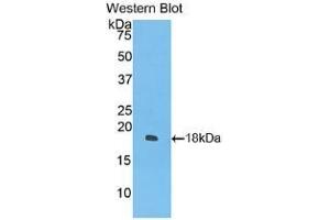 Detection of Recombinant IFNg, Cavia using Polyclonal Antibody to Interferon Gamma (IFNg) (Interferon gamma anticorps  (AA 24-166))
