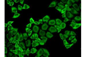 Immunofluorescence analysis of HeLa cell using PRDX2 antibody. (Peroxiredoxin 2 anticorps  (AA 1-142))