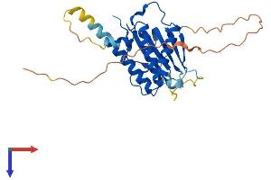 AlphaFold protein structure predicition of Mouse Recombinant Mad2l1bp Protein, UniprotID Q9DCX1