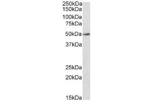 Image no. 1 for anti-Indoleamine 2,3-Dioxygenase 2 (IDO2) (C-Term) antibody (ABIN401520) (IDO2 anticorps  (C-Term))