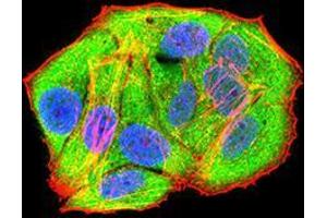 Immunofluorescence analysis of Hela cells using RAD21 mouse mAb (green). (RAD21 anticorps  (AA 287-403))