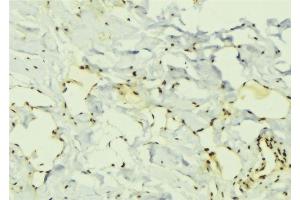 ABIN6276759 at 1/100 staining Mouse muscle tissue by IHC-P. (ELAVL1 anticorps  (Internal Region))