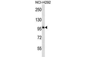 Western blot analysis in NCI-H292 cell line lysates (35ug/lane) using PCDHB11  Antibody (N-term). (PCDHB11 anticorps  (N-Term))
