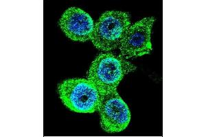 Confocal immunofluorescent analysis of GALE Antibody (Center) (ABIN390889 and ABIN2841099) with WiDr cell followed by Alexa Fluor 488-conjugated goat anti-rabbit lgG (green). (GALE anticorps  (AA 142-171))
