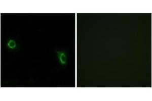 Immunofluorescence analysis of MCF7 cells, using OR6J1 Antibody.