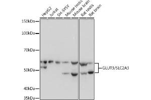 Western blot analysis of extracts of various cell lines, using GLUT3/SLC2 Rabbit mAb (ABIN7270415) at 1:1000 dilution.