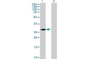 Western Blot analysis of SNRPN expression in transfected 293T cell line by SNRPN MaxPab polyclonal antibody. (SNRPN anticorps  (AA 1-240))