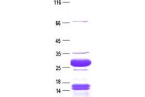 Validation with Western Blot