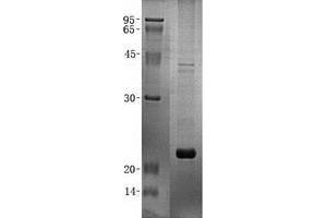 Validation with Western Blot