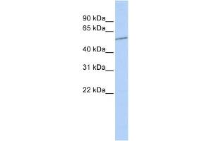 WB Suggested Anti-SLC39A7 Antibody Titration:  0.