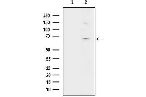 anti-G Protein-Coupled Receptor 153 (GPR153) (Internal Region) antibody