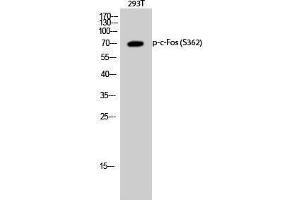 Western Blotting (WB) image for anti-c-Fos (c-Fos) (pSer362) antibody (ABIN3182517)