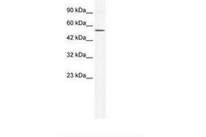 Image no. 1 for anti-Zinc Finger Protein 268A (ZNF286A) (N-Term) antibody (ABIN6735978) (ZNF286A anticorps  (N-Term))