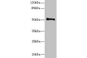 Western blot All lanes: UNC93A antibody at 14 μg/mL + Hela whole cell lysate Secondary Goat polyclonal to rabbit IgG at 1/10000 dilution Predicted band size: 51, 46 kDa Observed band size: 51 kDa (UNC93A anticorps  (AA 374-415))