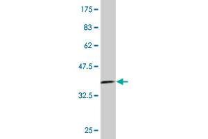 Western Blot detection against Immunogen (36.
