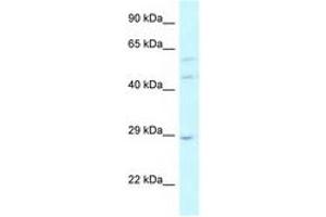 Image no. 1 for anti-LSM14A, SCD6 Homolog A (LSM14A) (AA 324-373) antibody (ABIN6743819) (LSM14A anticorps  (AA 324-373))