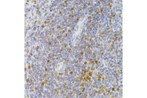 Immunohistochemistry of paraffin-embedded rat spleen using NASP Antibody.